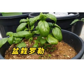罗勒这么风味独特的香草，其实自己在阳台上种一盆非常的简单