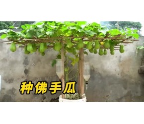 千万别把佛手瓜直接放在土壤上，不然它生长后会让你吃到吐！