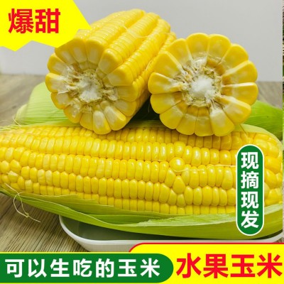 新鲜黄金水果玉米9斤四川现摘新鲜嫩玉米甜玉米苞谷玉米整箱包邮图5