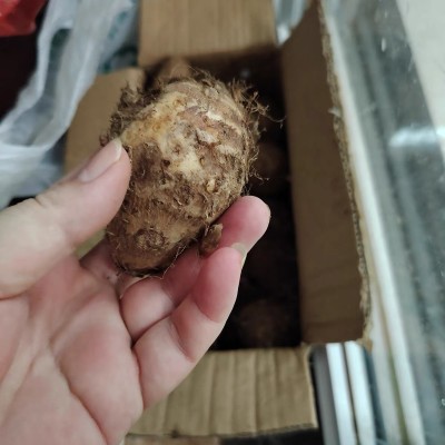 四川牛奶小芋头新鲜农家粉糯毛芋头香芋艿 直装包邮图4
