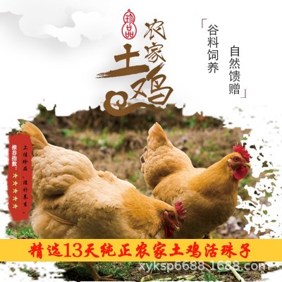 凤溪湖13天农家活珠子五香麻辣原味鸡胚蛋喜蛋钢化蛋非毛蛋批发图3