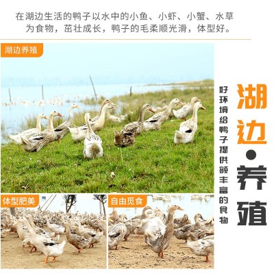 正宗凤溪湖流油咸鸭蛋红心流油非烤海鸭蛋20枚土特产节日精装礼盒图3
