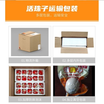 40枚新鲜13天活珠子五香麻辣鸡胚蛋钢化蛋即食真空包装活珠子批发图4