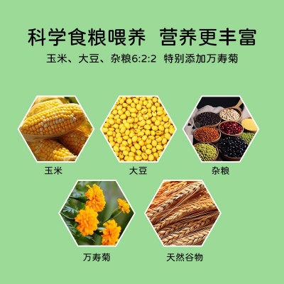 【出口级】叶黄素可生食鸡蛋农家谷物喂养无菌蛋无抗营养可代发图3