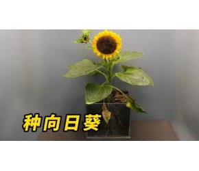 千万别把没吃完的葵瓜子埋在土里，要不然它就会开出一朵向日葵