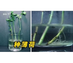 我想问谁能把薄荷养死？只需一根枝条就能长爆盆，地栽甚至会泛滥