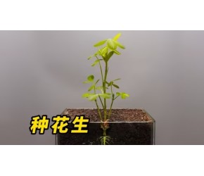 花生是如何长出来的？ 花生是如何长出来的？