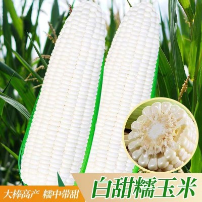 白甜糯玉米种子矮杆大棒玉米种子大田种植杂交春秋季蔬菜种子