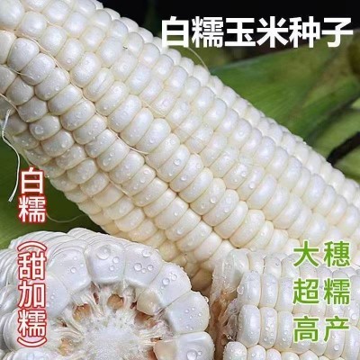 白甜糯玉米种子矮杆大棒玉米种子大田种植杂交春秋季蔬菜种子图4