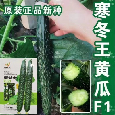 原装耐寒王黄瓜种子绿瓤长黄瓜种籽直筒9号王子密刺大田高熟图5