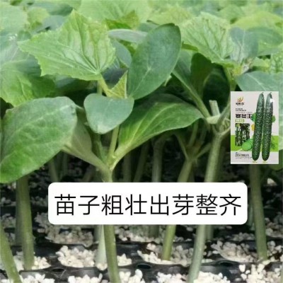 原装耐寒王黄瓜种子绿瓤长黄瓜种籽直筒9号王子密刺大田高熟