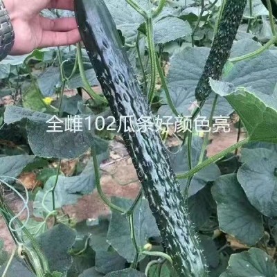 原装耐寒王黄瓜种子绿瓤长黄瓜种籽直筒9号王子密刺大田高熟图2