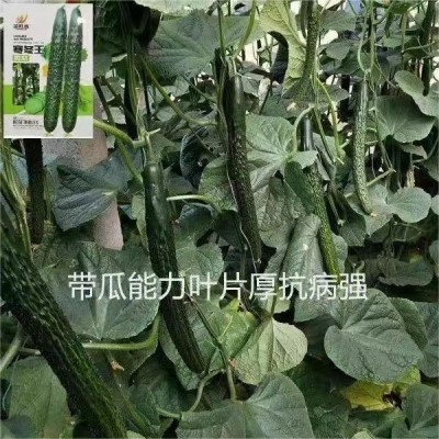 原装耐寒王黄瓜种子绿瓤长黄瓜种籽直筒9号王子密刺大田高熟图3
