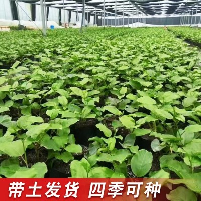 百香果8×8小杯苗黄金百香果苗现挖带泥带叶当年结果南方爬藤果图2