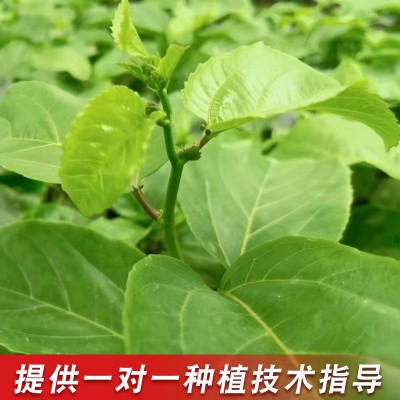 百香果8×8小杯苗黄金百香果苗现挖带泥带叶当年结果南方爬藤果图4