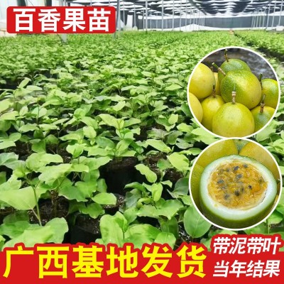 百香果8×8小杯苗黄金百香果苗现挖带泥带叶当年结果南方爬藤果