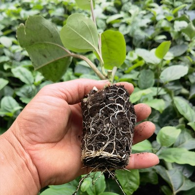 百香果8×8小杯苗黄金百香果苗现挖带泥带叶当年结果南方爬藤果图5