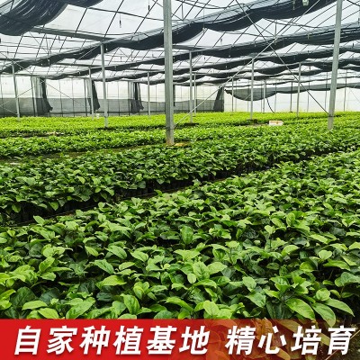 百香果8×8小杯苗黄金百香果苗现挖带泥带叶当年结果南方爬藤果图3