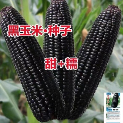 黑甜糯玉米黑糯玉米种子耐高温紫玉米种籽四季大田春夏蔬菜种子图3