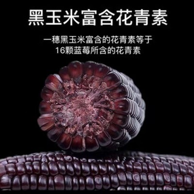 黑甜糯玉米黑糯玉米种子耐高温紫玉米种籽四季大田春夏蔬菜种子图2