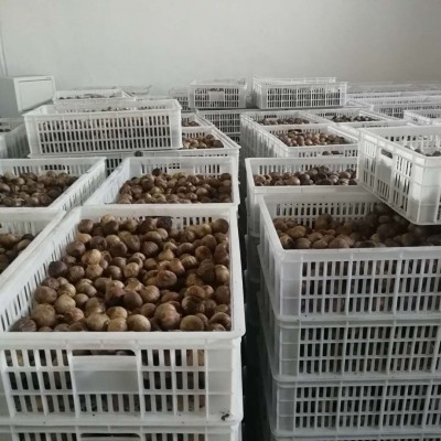 独头黑蒜头500克图4