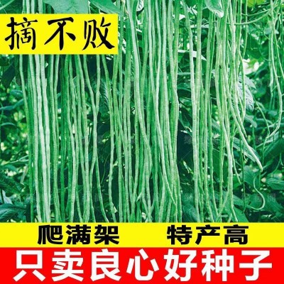 摘不败长豆角种子豇豆种春季蔬菜种子大全架豆角绿条四季豆种籽图5