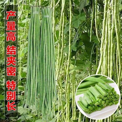 摘不败长豆角种子豇豆种春季蔬菜种子大全架豆角绿条四季豆种籽