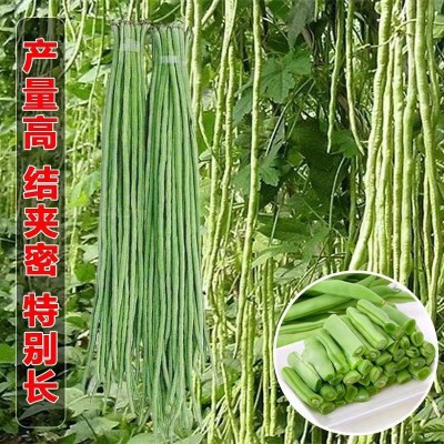 摘不败长豆角种子豇豆种春季蔬菜种子大全架豆角绿条四季豆种籽图2