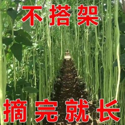 摘不败长豆角种子豇豆种春季蔬菜种子大全架豆角绿条四季豆种籽图4