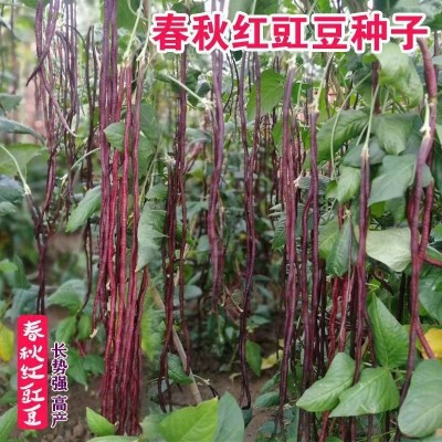 春秋红豇豆种子紫红豆角种孑中早熟四季豇豆角种籽大全图2