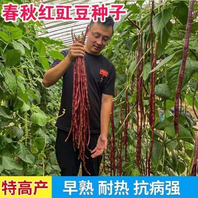 春秋红豇豆种子紫红豆角种孑中早熟四季豇豆角种籽大全