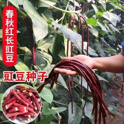 春秋红豇豆种子紫红豆角种孑中早熟四季豇豆角种籽大全图3
