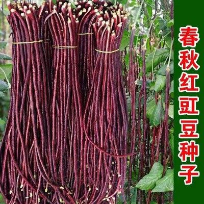 春秋红豇豆种子紫红豆角种孑中早熟四季豇豆角种籽大全图5