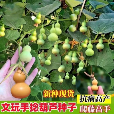 盆栽手捻葫芦种子小葫芦种籽四季种观赏阳台庭院爬藤葫芦苗秧种图2