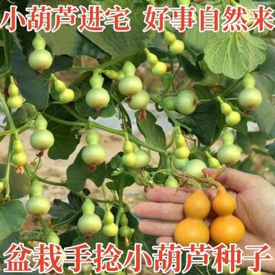 盆栽手捻葫芦种子小葫芦种籽四季种观赏阳台庭院爬藤葫芦苗秧种图3