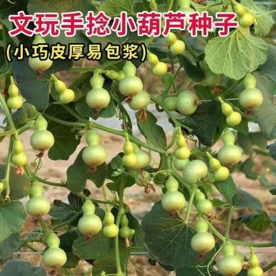 盆栽手捻葫芦种子小葫芦种籽四季种观赏阳台庭院爬藤葫芦苗秧种