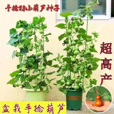 盆栽手捻葫芦种子小葫芦种籽四季种观赏阳台庭院爬藤葫芦苗秧种图5