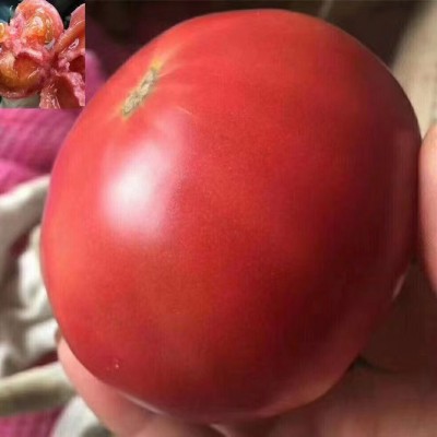 大果168西红柿种子甜耐热老品种番茄种籽南方四季蔬菜种子图2