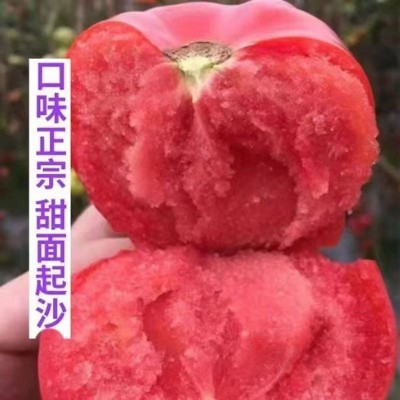 大果168西红柿种子甜耐热老品种番茄种籽南方四季蔬菜种子图3