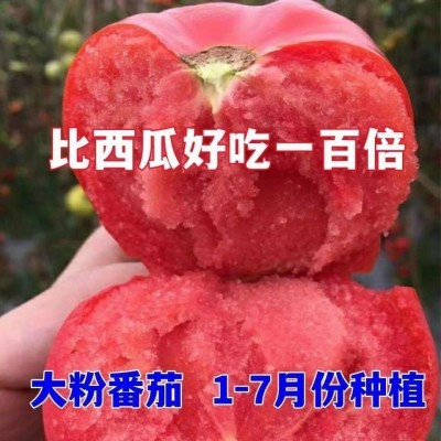 大果168西红柿种子甜耐热老品种番茄种籽南方四季蔬菜种子