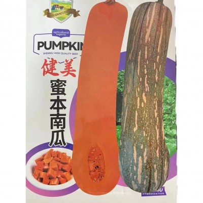 健美蜜本南瓜种子甜粉面蜜本南瓜种南北方易种蔬菜种子大全图5