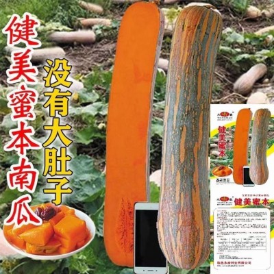 健美蜜本南瓜种子甜粉面蜜本南瓜种南北方易种蔬菜种子大全