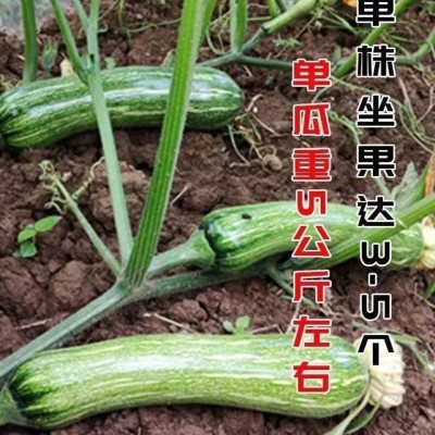 健美蜜本南瓜种子甜粉面蜜本南瓜种南北方易种蔬菜种子大全图2