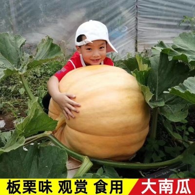 巨型南瓜种子大南瓜子大号南瓜种子易种观赏图4