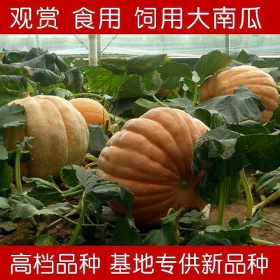 巨型南瓜种子大南瓜子大号南瓜种子易种观赏