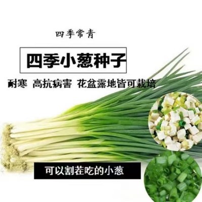 小香葱籽种子四季易种小葱种子阳台室内盆栽葱种子批发家庭菜种子图3