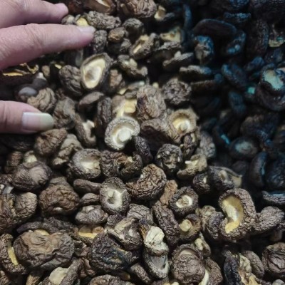 福建古田金钱菇干货批发干香菇净重250g香菇商用煲汤食材菌菇干货图3