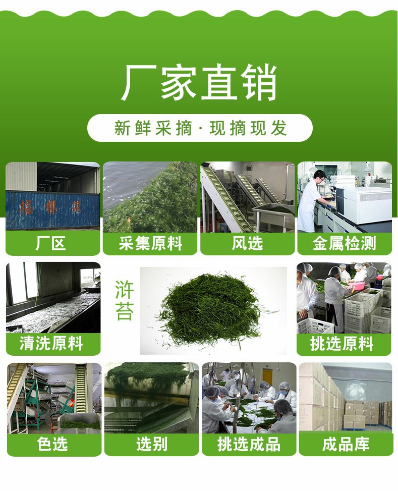 浒苔长图4.jpg