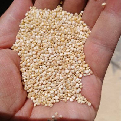 500g格藜1号真空块包装藜麦代餐谷物高原藜谷 五谷杂粮白藜麦米图2