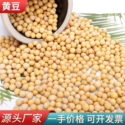 现磨豆浆原料生黄豆50kg袋装农家黄豆五谷杂粮磨粉原料黄豆厂家